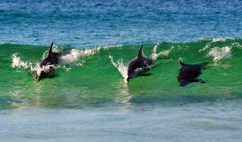 Eurobodalla - Accommodation Yamba 1