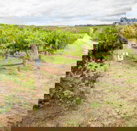 Grove Estate Wines - Accommodation Yamba