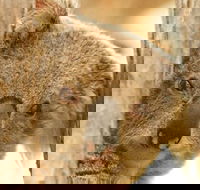 Koala Reserve - Accommodation Yamba