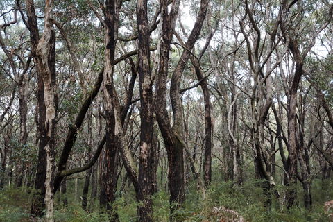 Lookout Hill  Circuit Walk - Accommodation Yamba 0