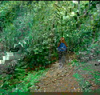 Mount Cougal Springbrook National Park - Accommodation Yamba