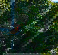 Tamborine Rainforest Skywalk - Accommodation Yamba