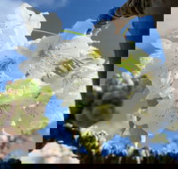 Tasmania Birchs Bay Cherries - Accommodation Yamba