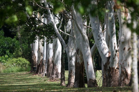 Teven Valley Golf Course - Accommodation Yamba 1