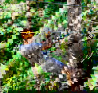 TreeTop Challenge Currumbin Wildlife Sanctuary - Accommodation Yamba