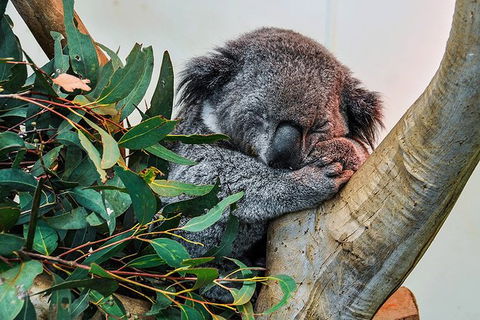 Blue Mountains Highlights, Wildlife Park And Scenic World Full Day Private Tour - Accommodation Yamba 1
