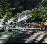 Everglades Eco Safari to Australia's Everglades - Accommodation Yamba