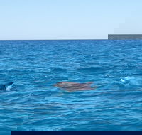 Noosa Wild Dolphin Safari - Accommodation Yamba