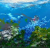 Full Day Snorkel In The Great Barrier Reef - Accommodation Yamba
