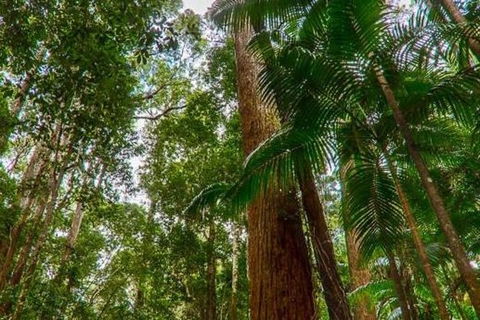 3-Day Fraser Island Hiking And 4WD Adventure From Hervey Bay - Accommodation Yamba 1