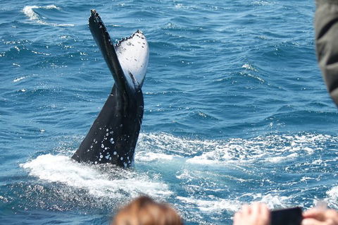 Half-Day Whale Watching In Urangan - Accommodation Yamba 2
