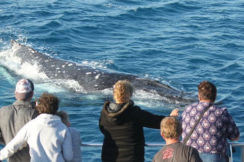 Half-Day Whale Watching In Urangan - Accommodation Yamba 5