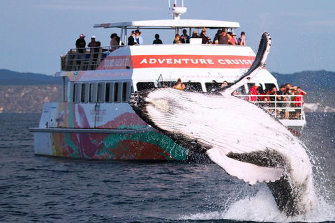 Half-Day Whale Watching In Urangan - Accommodation Yamba 0