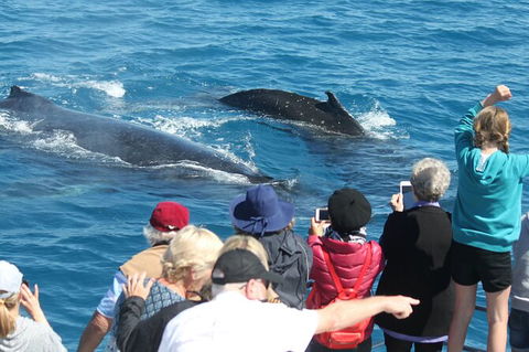 Half-Day Whale Watching In Urangan - Accommodation Yamba 4