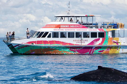 Half-Day Whale Watching In Urangan - Accommodation Yamba 1