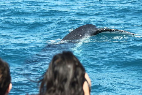 Half-Day Whale Watching In Urangan - Accommodation Yamba 7