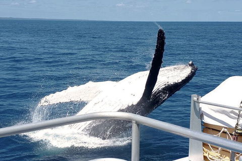 Half-Day Whale Watching In Urangan - Accommodation Yamba 3