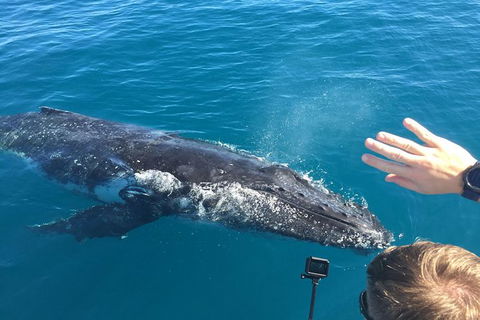 Half-Day Whale Watching In Urangan - Accommodation Yamba 6