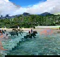 Afternoon Beach Horse Ride in Cape Tribulation - Accommodation Yamba