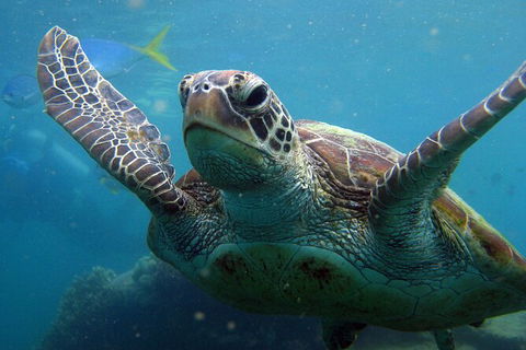 2 Night Whitsunday Islands Cruise On Atlantic Clipper From Airlie Beach - Accommodation Yamba 6