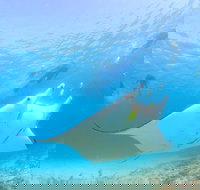 Marine Eco Safari - Swim with Manta Rays - Accommodation Yamba