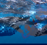 Whale Shark Safari - Accommodation Yamba