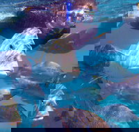 Coral Bay 2-Hour Coral Viewing and Snorkeling - Accommodation Yamba