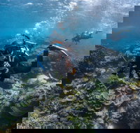 Ningaloo Adventure and Manta Ray Tour - Accommodation Yamba