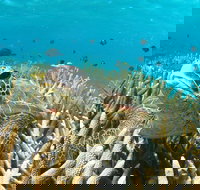 Coral Bay 3-Hour Turtle Ecotour - Accommodation Yamba