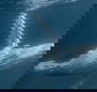 Humpback Whale Safari - Accommodation Yamba