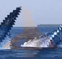 Full-Day Whale Watching Snorkeling and Swimming at Coral Bay - Accommodation Yamba