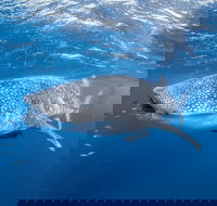 Whale Shark Adventure Tour - Accommodation Yamba