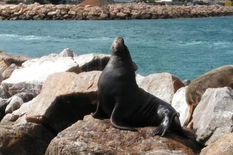 Lobster Fishing Tour At Geraldton - Accommodation Yamba 3