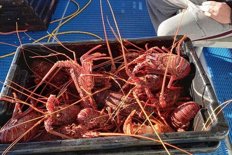 Lobster Fishing Tour At Geraldton - Accommodation Yamba 6