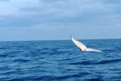 Whale Watching Boat Tour In Geraldton - Accommodation Yamba 0