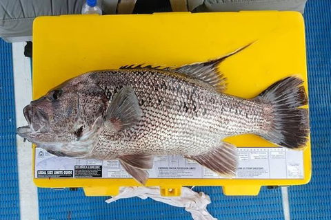 Abrolhos Islands Fishing Charter - Accommodation Yamba 2