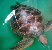 Australian Seabird Rescue - Accommodation Yamba
