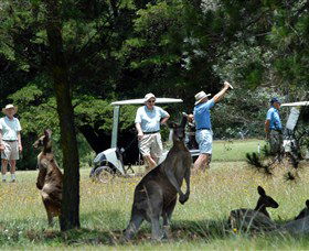 Glen Innes Golf Club - Accommodation Yamba 0