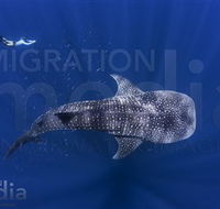 Migration Media - Accommodation Yamba