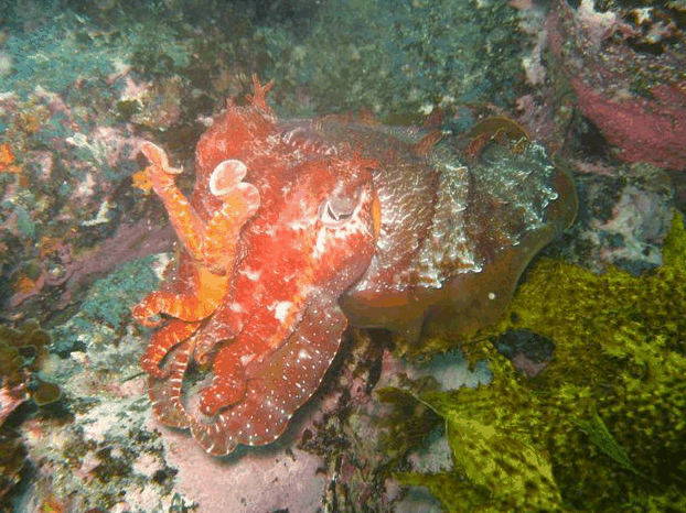 Jervis Bay Dive Charters - Accommodation Yamba 0