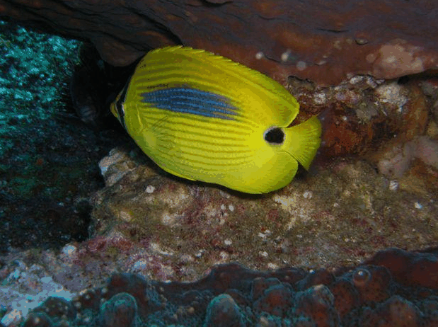 Jervis Bay Dive Charters - Accommodation Yamba 1
