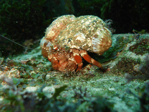 Jervis Bay Dive Charters - Accommodation Yamba 2