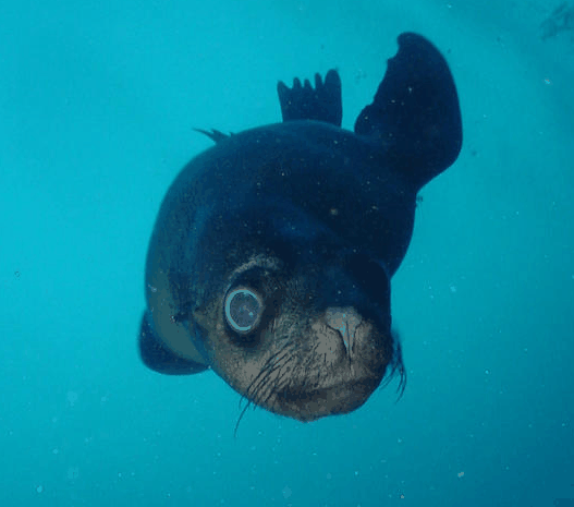 Jervis Bay Dive Charters - Accommodation Yamba 3