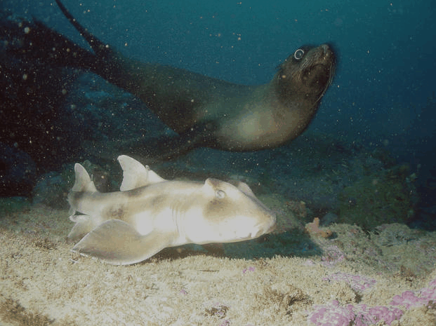 Jervis Bay Dive Charters - Accommodation Yamba 4