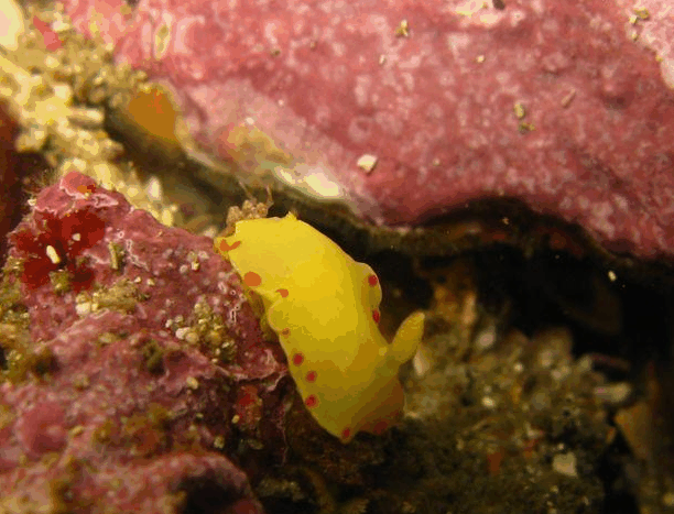 Jervis Bay Dive Charters - Accommodation Yamba 5