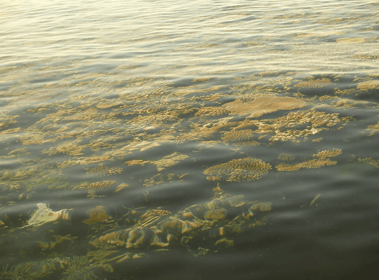 Eco Jet Safari - Accommodation Yamba 1