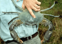 Whitsunday Crocodile Safari - Accommodation Yamba
