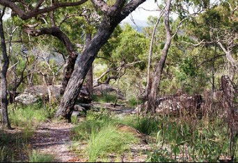 Cooktown Aboriginal Art Tours - Accommodation Yamba 2