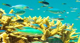 Reef Jet Cruises - Accommodation Yamba 4