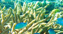 Reef Jet Cruises - Accommodation Yamba 5